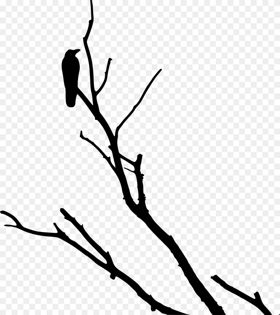 Crow On Dead Tree, Gray Free Transparent Png