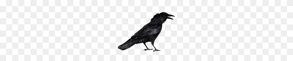 Crow Photo Images And Clipart Freepngimg, Animal, Bird, Blackbird Free Transparent Png