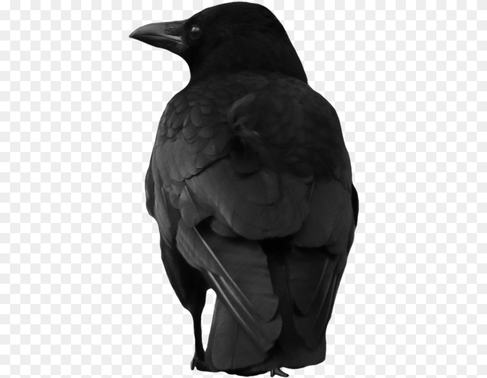 Crow Picture Crow, Person, Animal, Bird, Blackbird Free Png