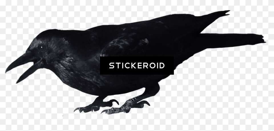 Crow Portable Network Graphics, Animal, Bird, Blackbird Free Png Download