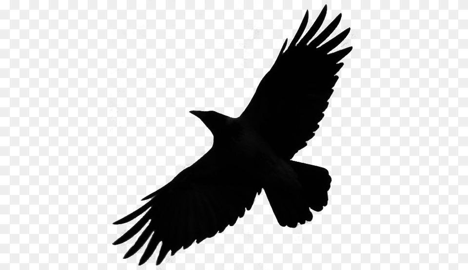 Crow Raven Bird Silhouette Fly By Redrisingwolf Thunderbird Sighting 2018, Animal Png Image