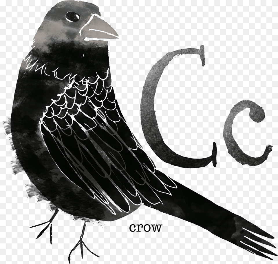 Crow Rose Breasted Grosbeak, Animal, Beak, Bird, Blackbird Png Image