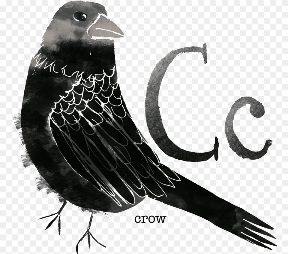 Crow Rose Breasted Grosbeak, Animal, Beak, Bird, Blackbird Png Image