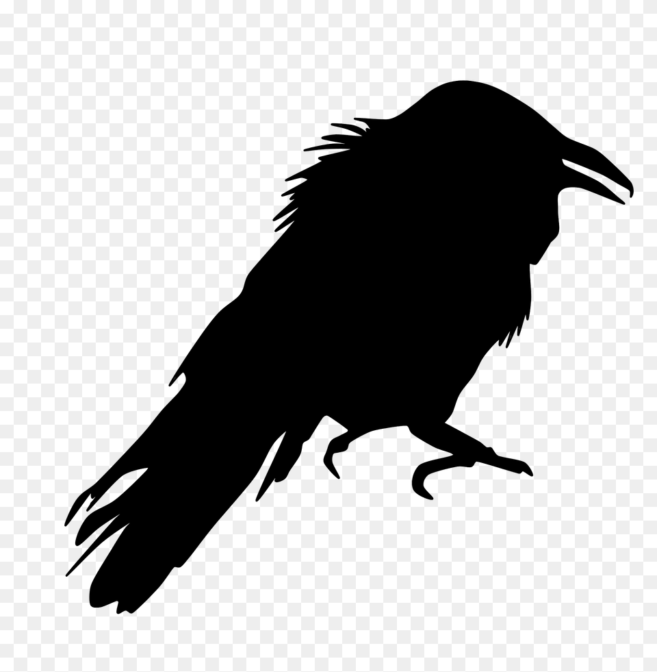 Crow Silhouette, Animal, Bird, Blackbird Png