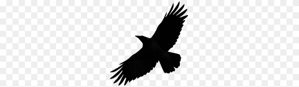 Crow Silhouette Clipart Bird Crow Common Raven Bird, Adult, Male, Man, Person Free Png