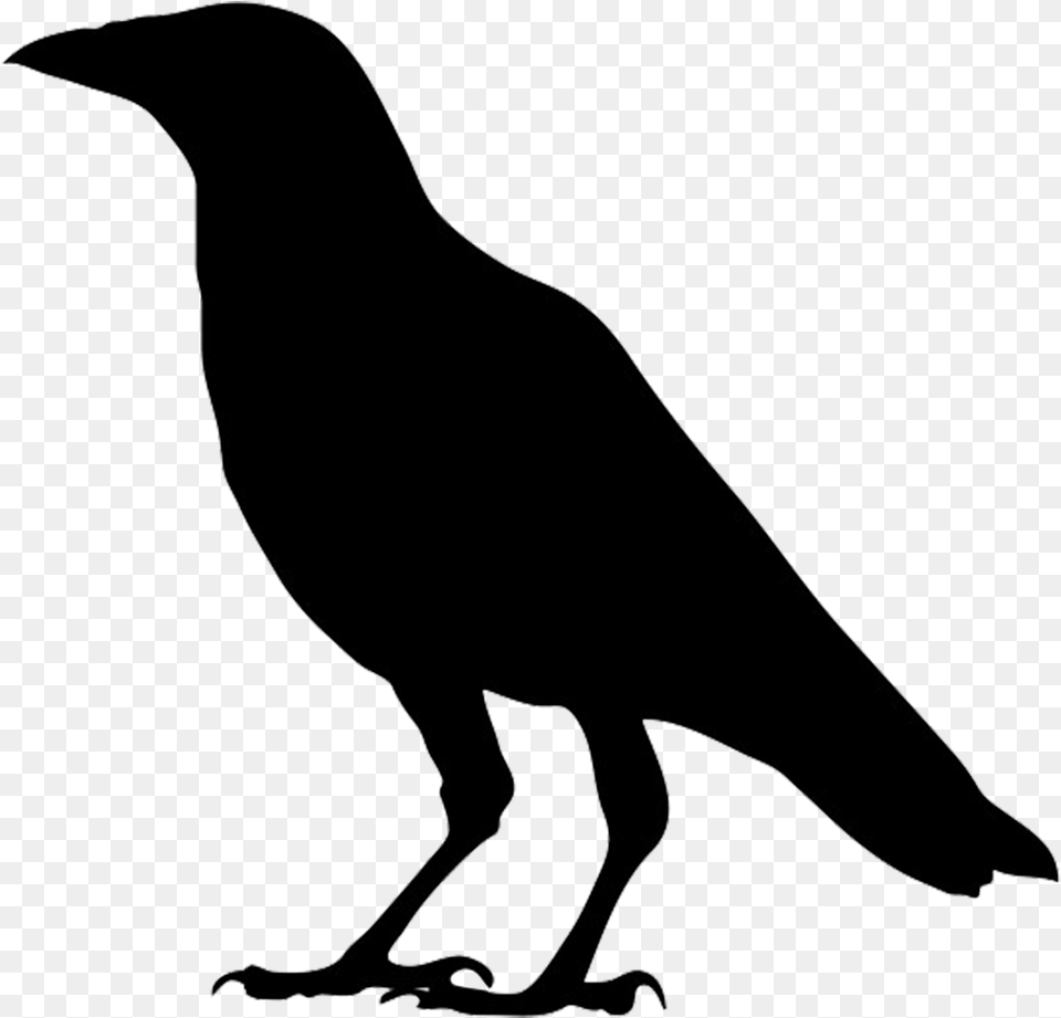 Crow Silhouette Right Clipart Crow, Animal, Bird, Person Free Png Download