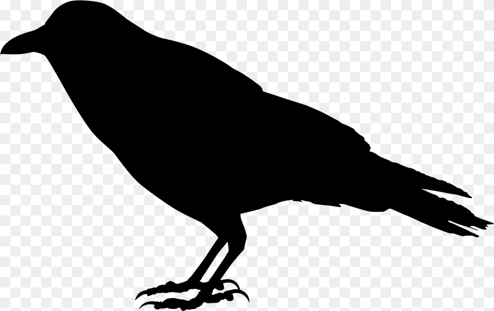 Crow Silhouette Silhouette Crow Transparent Background, Gray Free Png