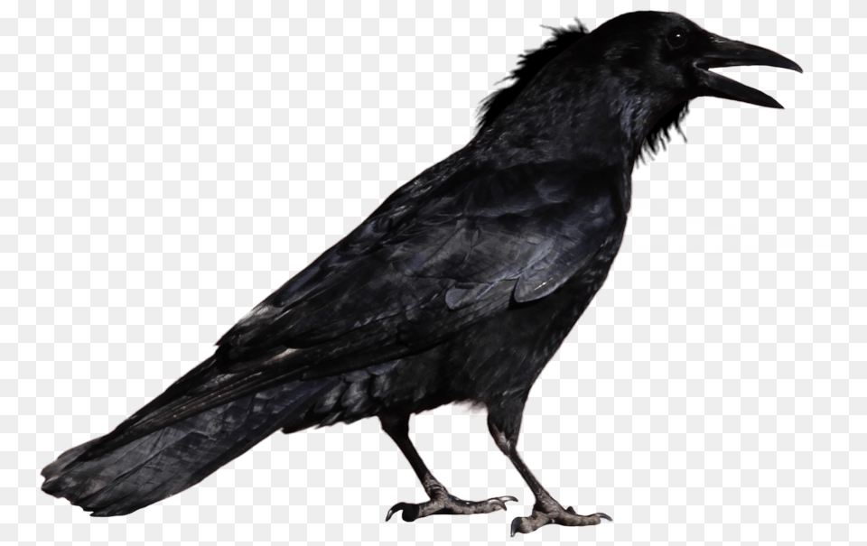 Crow Standing Raven Transparent Background, Animal, Bird, Blackbird Png