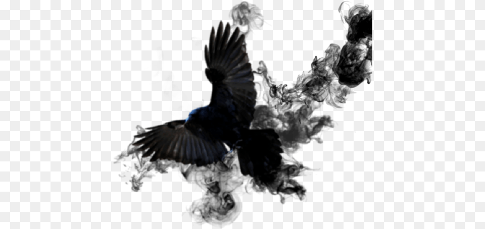 Crow Sticker Smoke Bird Black Wings Feathed, Animal, Flying, Blackbird Free Png