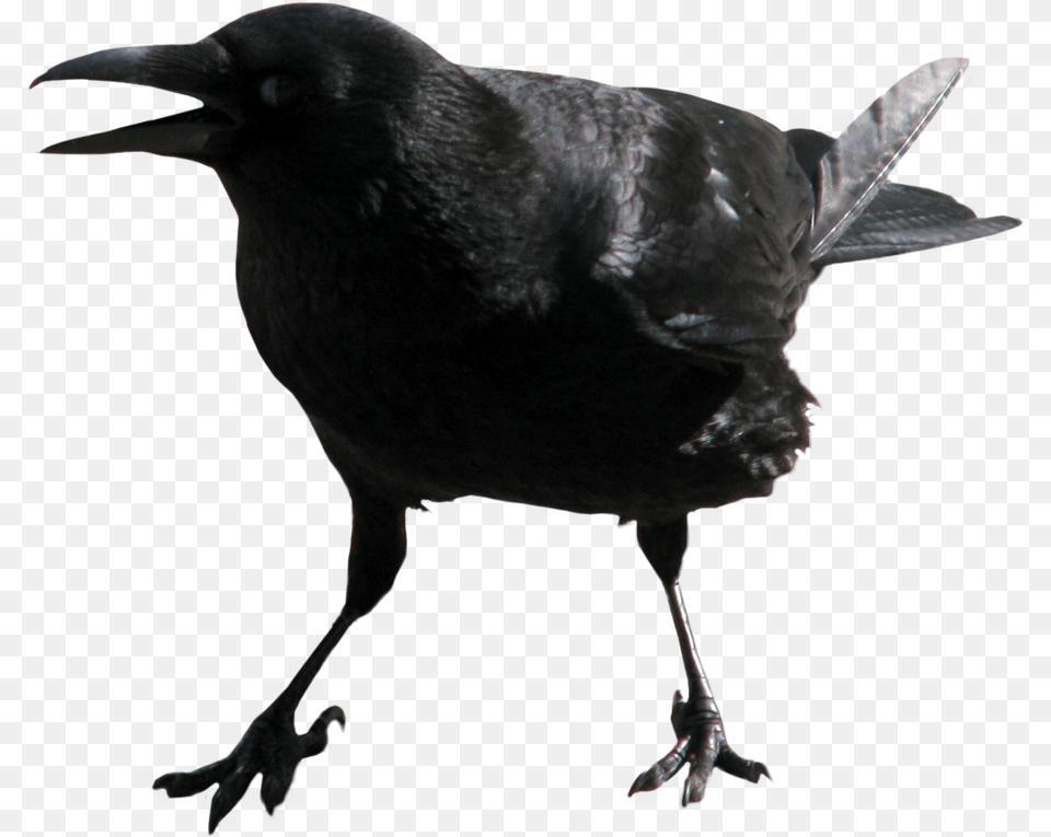 Crow Animal, Bird, Blackbird Free Transparent Png