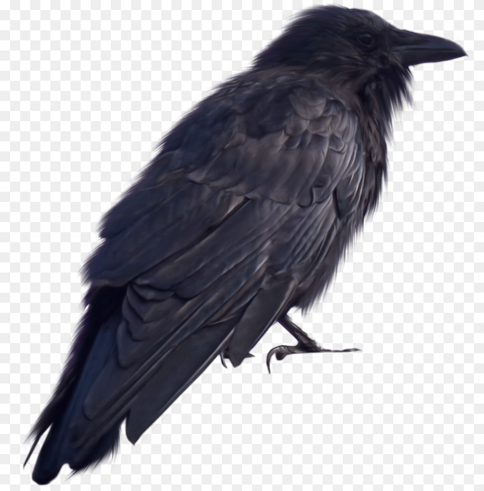 Crow Transparent Back View Of Crow, Animal, Bird, Blackbird Png
