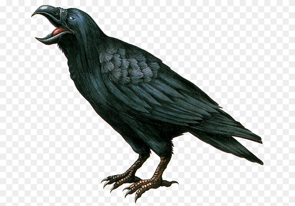 Crow Transparent Background Evil Crow, Animal, Bird, Blackbird Free Png Download