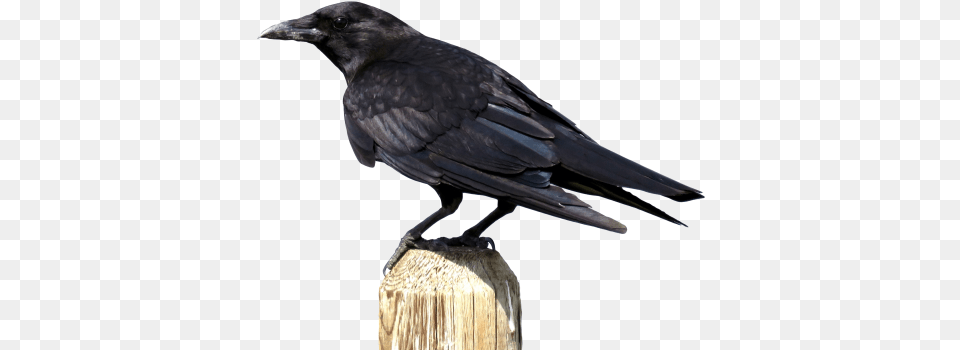 Crow Transparent Crow, Animal, Bird, Blackbird Png