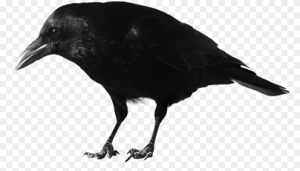 Crow Transparent Free Download, Animal, Bird, Blackbird Png