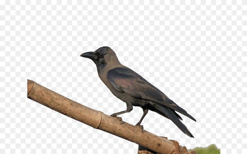 Crow Transparent Free Download Crow, Animal, Bird, Blackbird Png