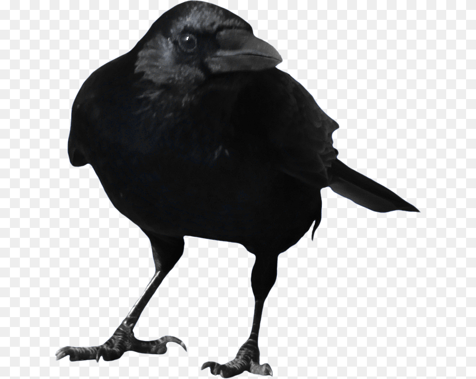 Crow Transparent Free Only, Animal, Bird, Blackbird Png