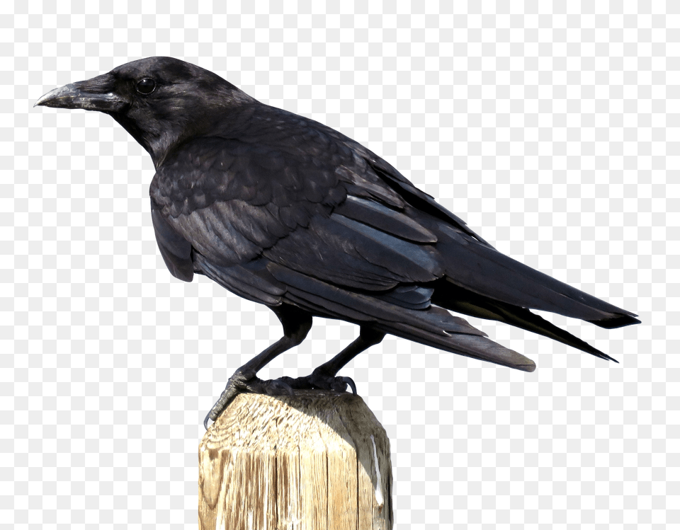 Crow Transparent Animal, Bird, Blackbird Png Image