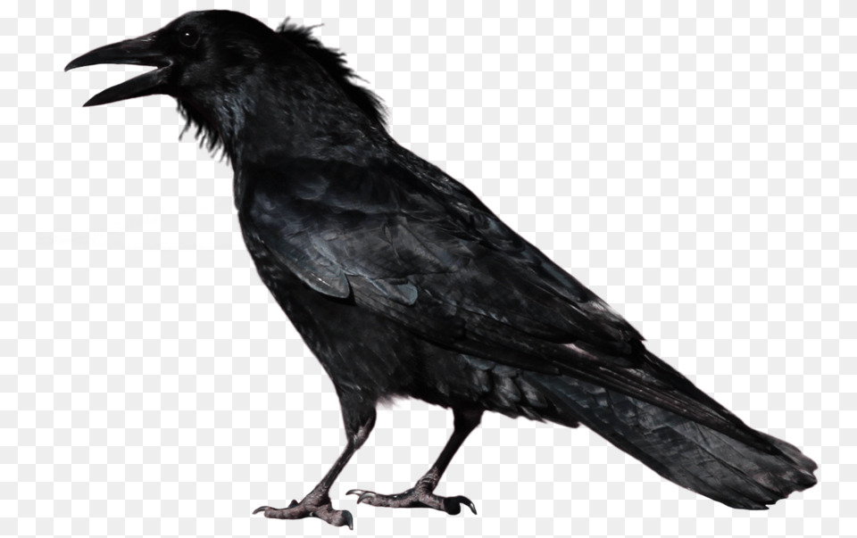 Crow Transparent Image Transparent Background Crow, Animal, Bird Png