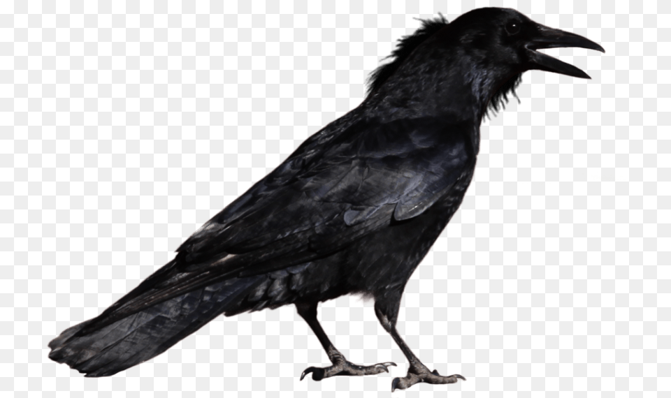 Crow Transparent Images Crow, Animal, Bird, Blackbird Free Png