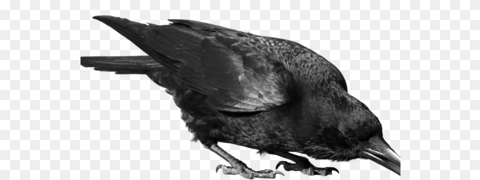 Crow Images Crow, Animal, Bird, Blackbird Free Transparent Png