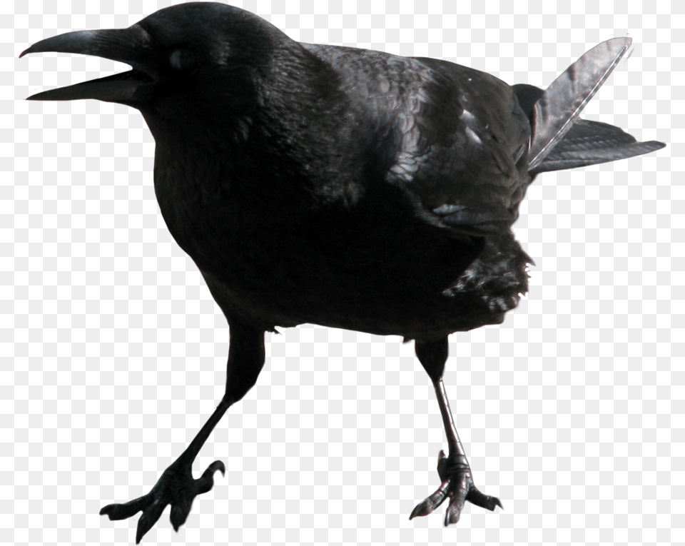 Crow Wing, Animal, Bird, Blackbird Free Transparent Png