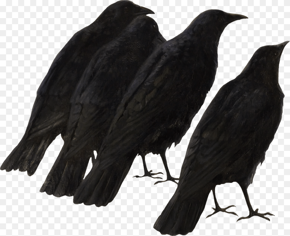 Crow Wings, Animal, Bird, Blackbird Png