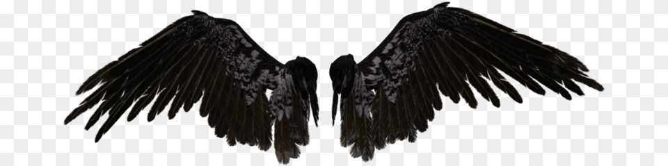 Crow Wings Black Angel Wings, Animal, Bird, Vulture, Condor Free Transparent Png