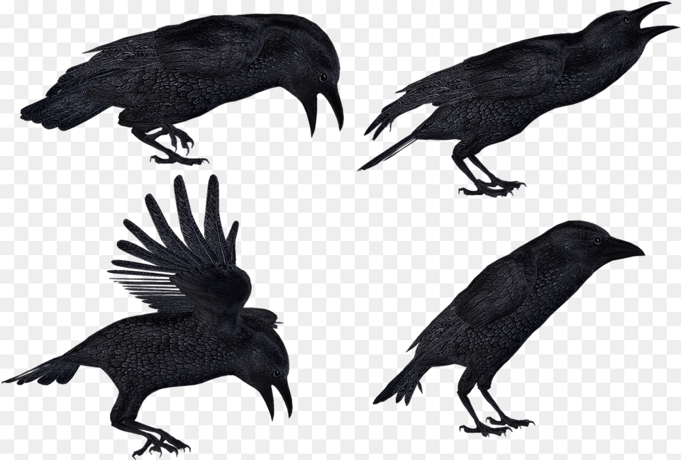 Crow With Transparent Backgrounds Flying Bird Art, Animal, Blackbird Free Png Download