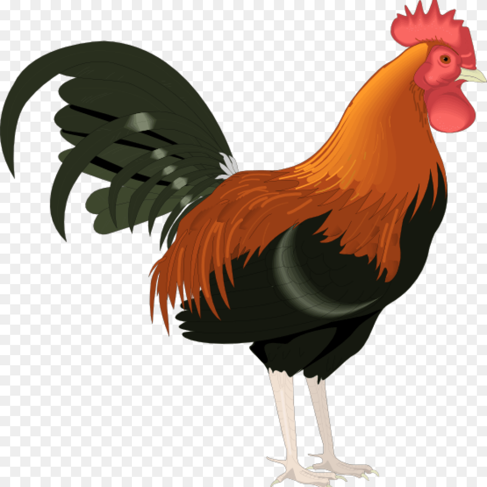Crowing Rooster And Morning Sun Royalty Vector, Animal, Bird, Chicken, Fowl Free Transparent Png