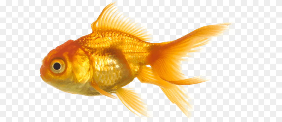 Crown Banner Library Files Fish Transparent Background, Animal, Sea Life, Goldfish Png