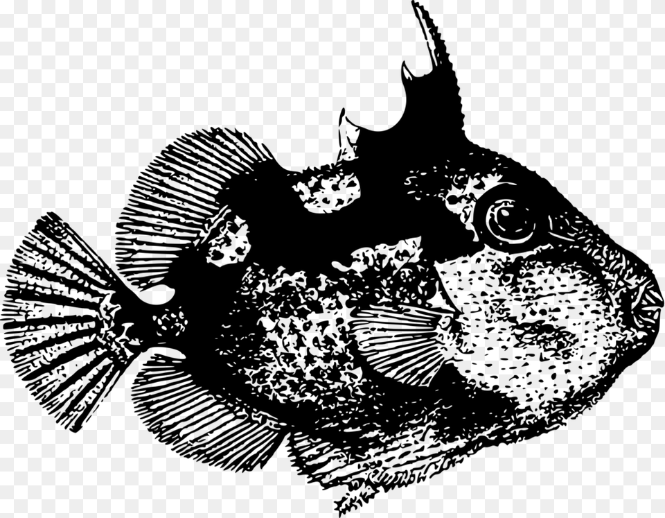 Crown Drawing Triggerfish, Gray Png