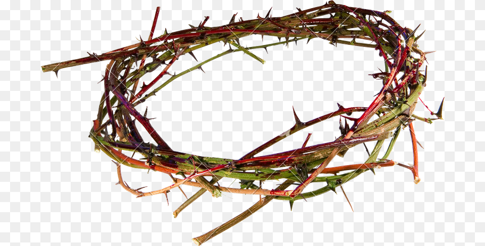 Crown Of Thorns, Animal, Invertebrate, Spider Free Png Download