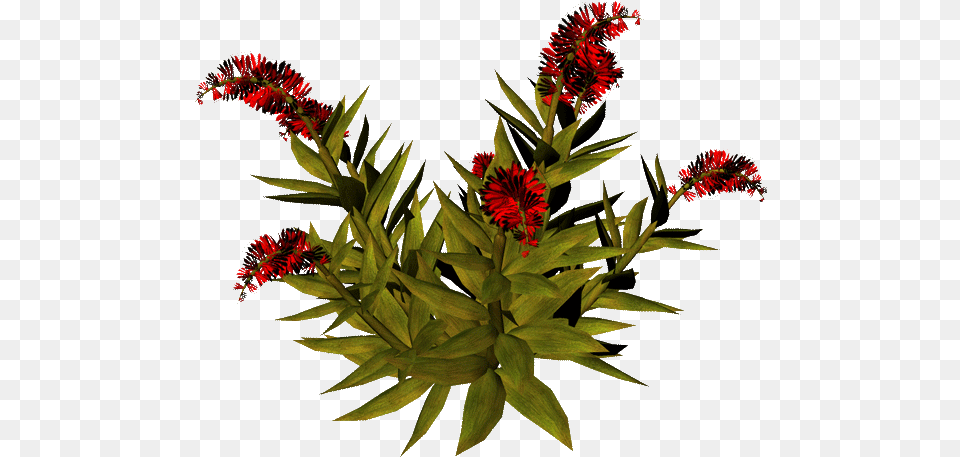 Crown Of Thorns, Flower, Plant, Flower Arrangement, Acanthaceae Png
