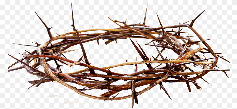 Crown Of Thorns Pic Crown Of Thorns, Accessories, Antler, Animal, Insect Free Transparent Png