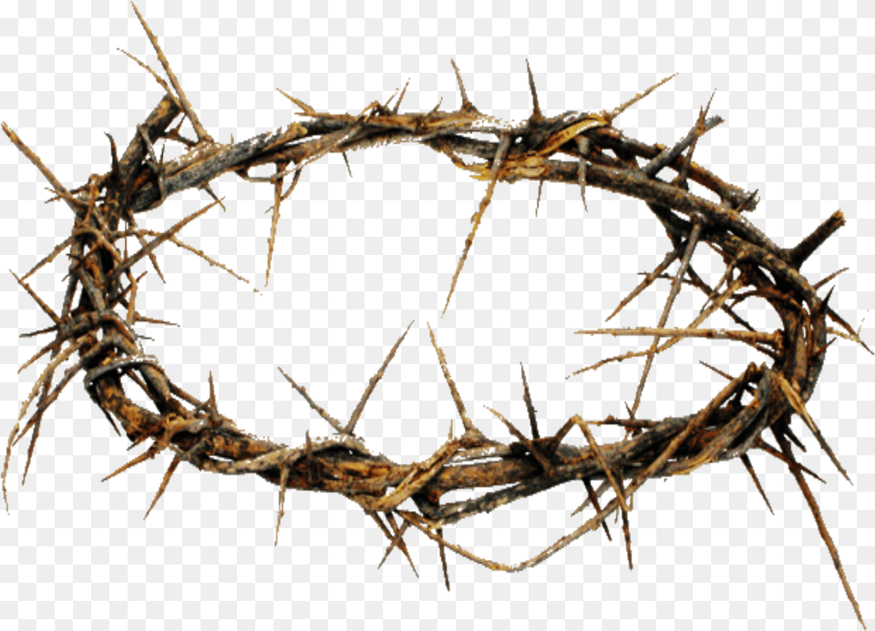 Crown Of Thorns Hd Transparent Crown Of Thorns Crown Of Thorns Transparent, Wood, Animal, Insect, Invertebrate Free Png