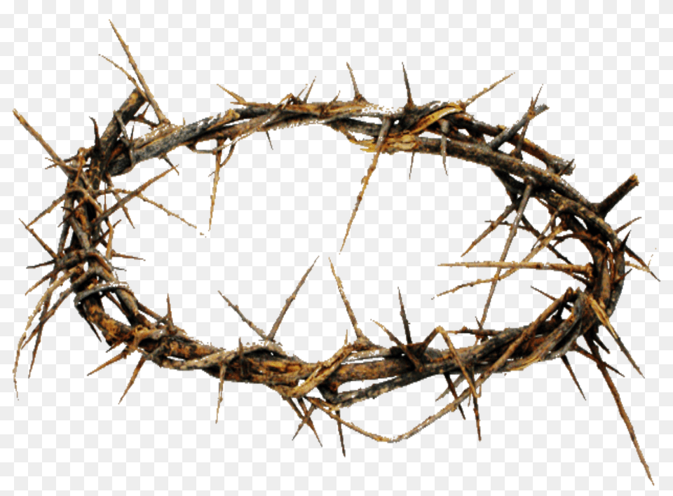 Crown Of Thorns Hd Transparent Crown Of Thorns Hd Images, Wood, Animal, Insect, Invertebrate Png