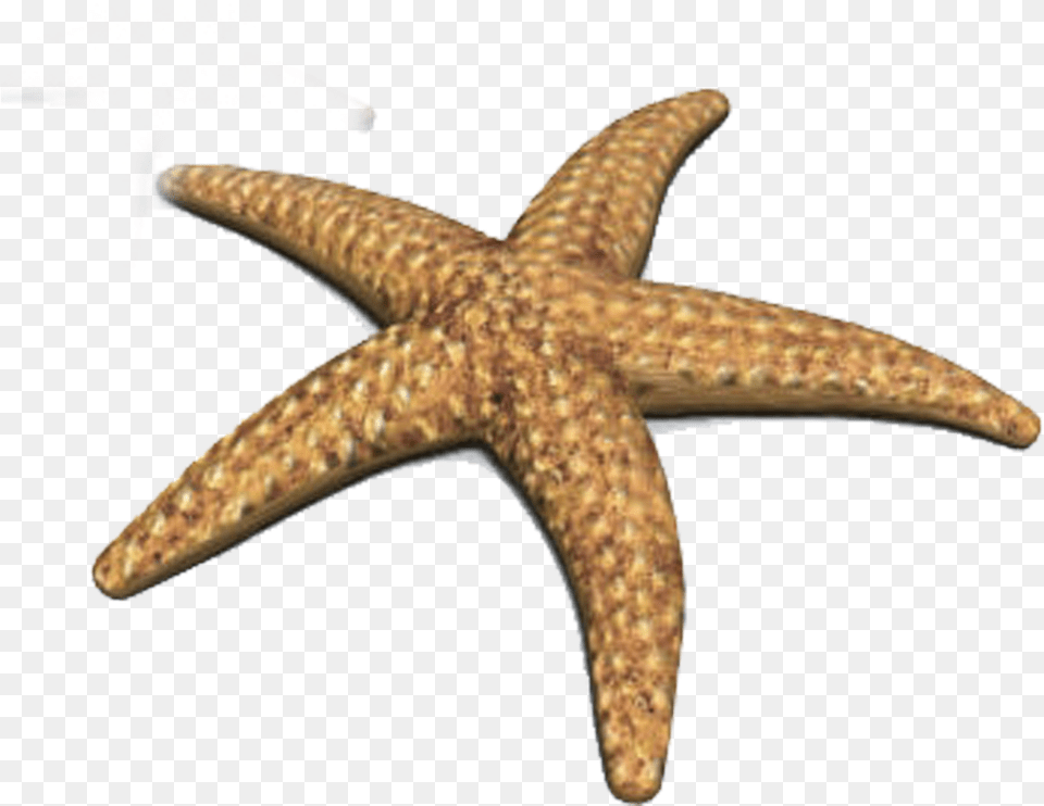 Crown Of Thorns Starfish Animation Starfish 3d, Animal, Invertebrate, Sea Life, Reptile Png Image