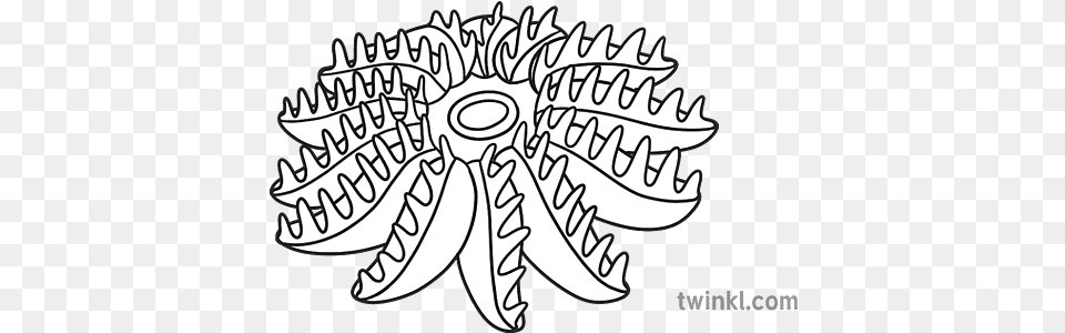 Crown Of Thorns Starfish Black And White Rgb Illustration Language, Pattern, Art, Bonfire, Fire Free Png Download