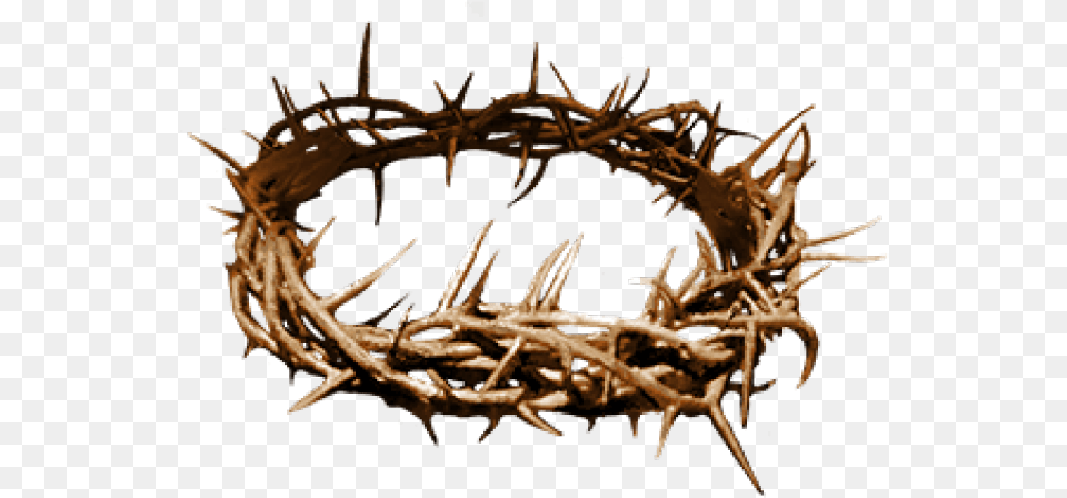 Crown Of Thorns Thorns Clipart Crown Thorns Jesus Transparent Crown Of Thorns, Antler, Animal, Invertebrate, Spider Png