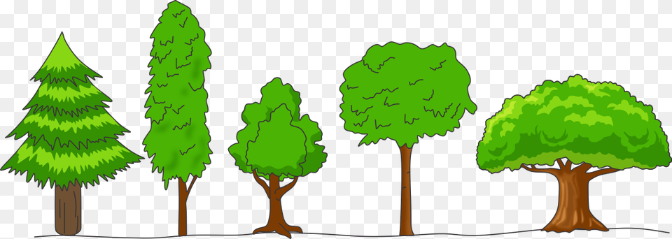 Crown Of Trees, Conifer, Green, Pine, Plant Png