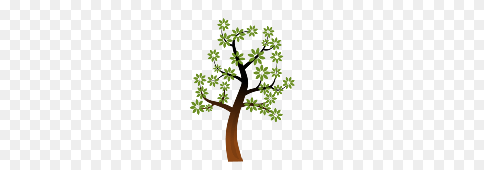 Crown Princess Tiara, Oak, Plant, Sycamore, Tree Png