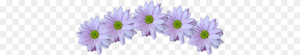 Crown Sticker African Daisy, Flower, Petal, Plant, Purple Free Png