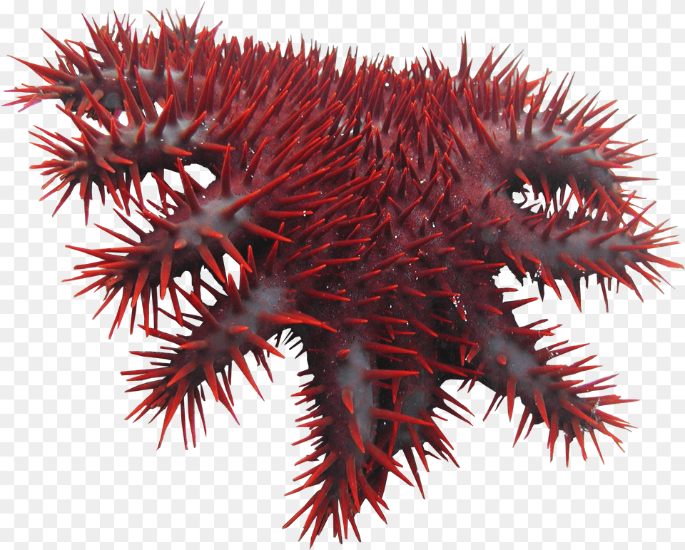 Crown Thorns Crown Of Thorns Starfish, Plant, Animal, Sea Life, Nature Png