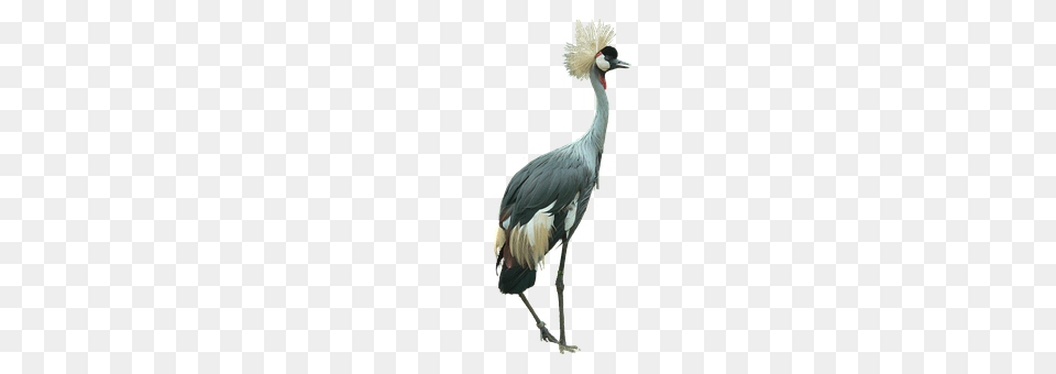 Crowned Crane Animal, Bird, Crane Bird, Waterfowl Free Png Download
