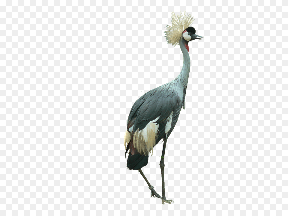 Crowned Crane Animal, Bird, Crane Bird, Waterfowl Png Image