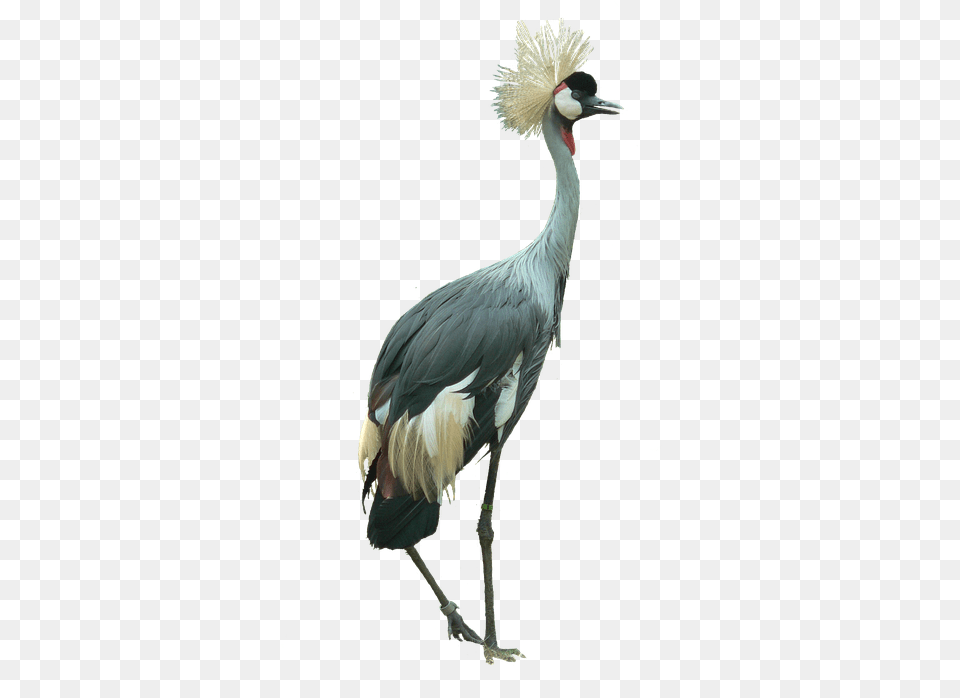Crowned Crane Bird Cutout Grey Crowned Crane, Animal, Crane Bird, Waterfowl, Beak Free Png Download