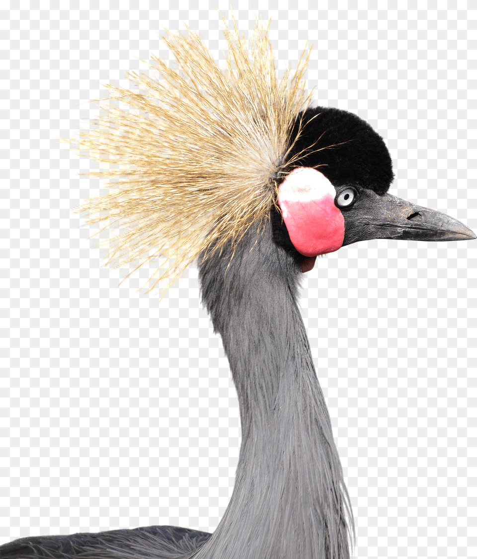 Crowned Gray Grey Crowned Crane, Animal, Bird, Crane Bird, Waterfowl Png