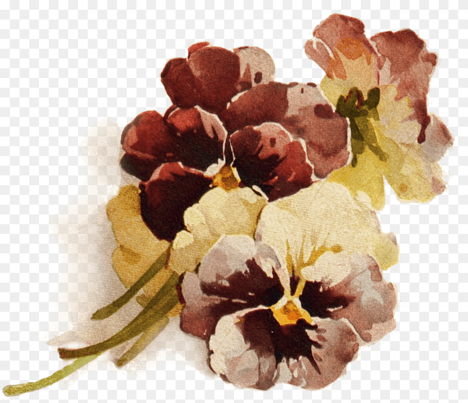 Crowning Glory File Pansies Decoupage Brown Flower Transparent Background, Plant, Petal, Art, Painting Free Png Download