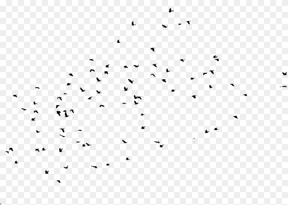 Crows, Animal, Bird, Chart, Scatter Plot Png