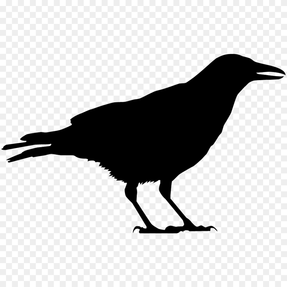Crows And Jays Browse, Silhouette, Animal, Bird, Blackbird Png